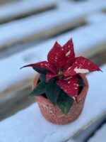 Zdjęcie rośliny Poinsettia pulcherrima Primero, ujęcie 3