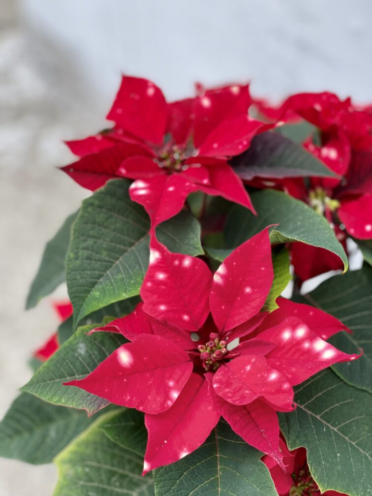 Zdjęcie rośliny Poinsettia pulcherrima Sky Star (Gwiazda Betlejemska), ujęcie 1