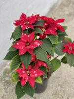 Zdjęcie rośliny Poinsettia pulcherrima Sky Star (Gwiazda Betlejemska), ujęcie 2