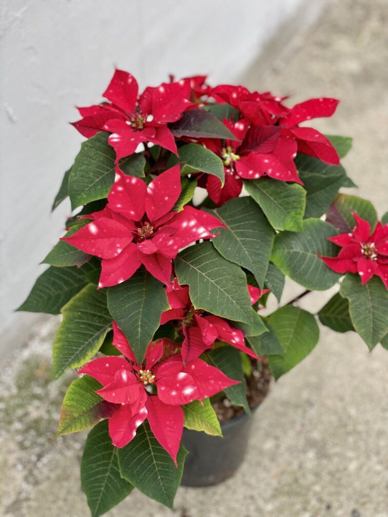 Zdjęcie rośliny Poinsettia pulcherrima Sky Star (Gwiazda Betlejemska), ujęcie 2