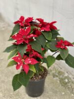 Zdjęcie rośliny Poinsettia pulcherrima Sky Star (Gwiazda Betlejemska), ujęcie 3