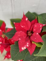 Zdjęcie rośliny Poinsettia pulcherrima Sky Star (Gwiazda Betlejemska), ujęcie 4