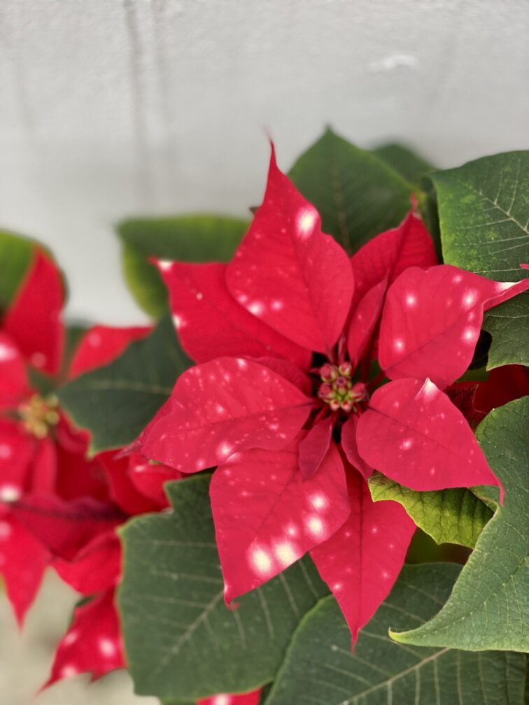 Zdjęcie rośliny Poinsettia pulcherrima Sky Star (Gwiazda Betlejemska), ujęcie 4