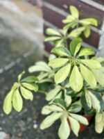 Zdjęcie rośliny Schefflera Arboricola Melanie, ujęcie 1