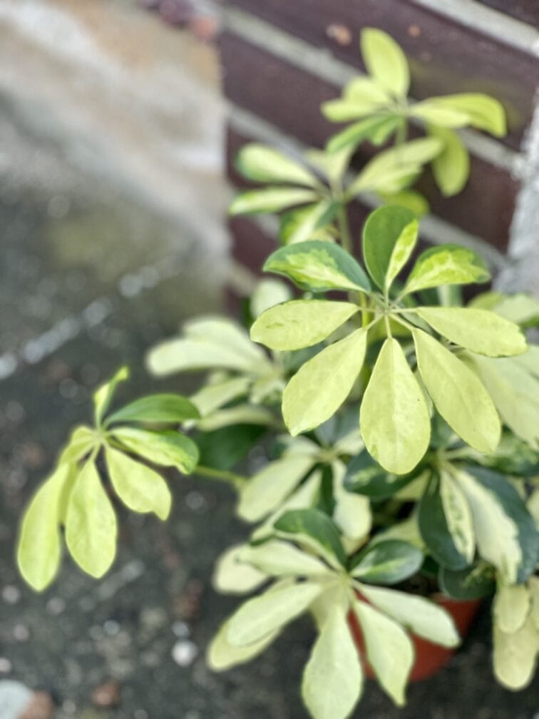 schefflera-arboricola-melanie_13x35-1_1639146377.jpg Zdjęcie rośliny Schefflera Arboricola Melanie, ujęcie 1