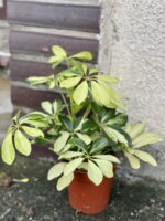 Zdjęcie rośliny Schefflera Arboricola Melanie, ujęcie 2