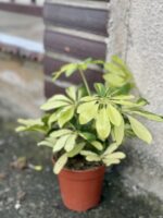 Zdjęcie rośliny Schefflera Arboricola Melanie, ujęcie 3