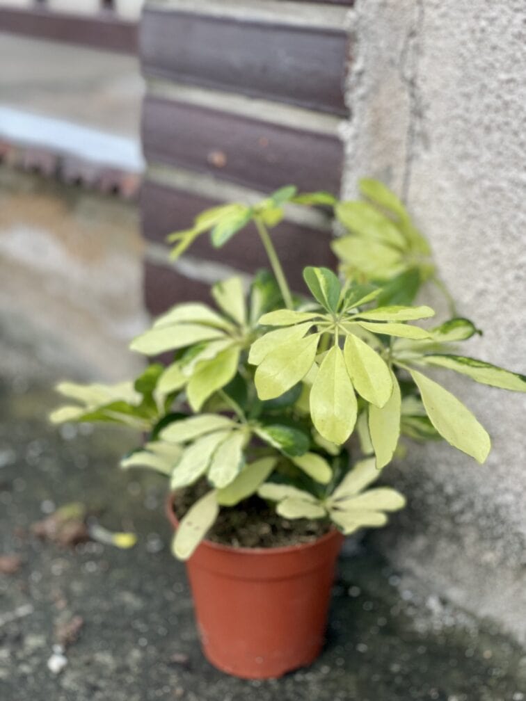 Zdjęcie rośliny Schefflera Arboricola Melanie, ujęcie 3