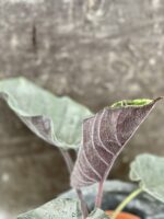 Zdjęcie rośliny Alocasia Antoro velvet, ujęcie 3