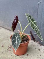 Zdjęcie rośliny Alocasia longiloba Watsoniana, ujęcie 2