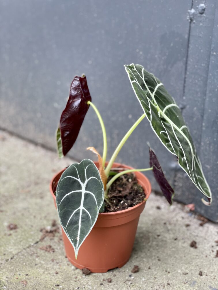 Zdjęcie rośliny Alocasia longiloba Watsoniana, ujęcie 2