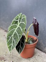 Zdjęcie rośliny Alocasia longiloba Watsoniana, ujęcie 3