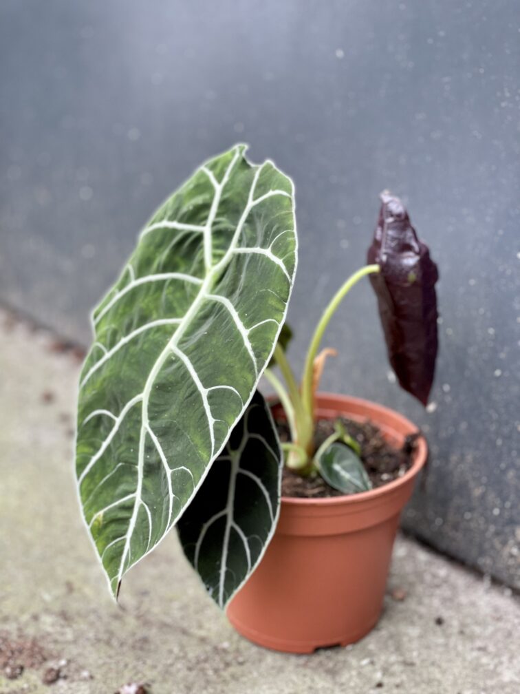 Zdjęcie rośliny Alocasia longiloba Watsoniana, ujęcie 3