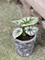 Zdjęcie rośliny Alocasia Silver Dragon, ujęcie 1