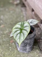 Zdjęcie rośliny Alocasia Silver Dragon, ujęcie 2