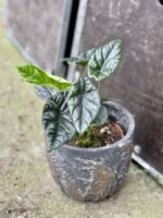 Zdjęcie rośliny Alocasia sinuata, ujęcie 1