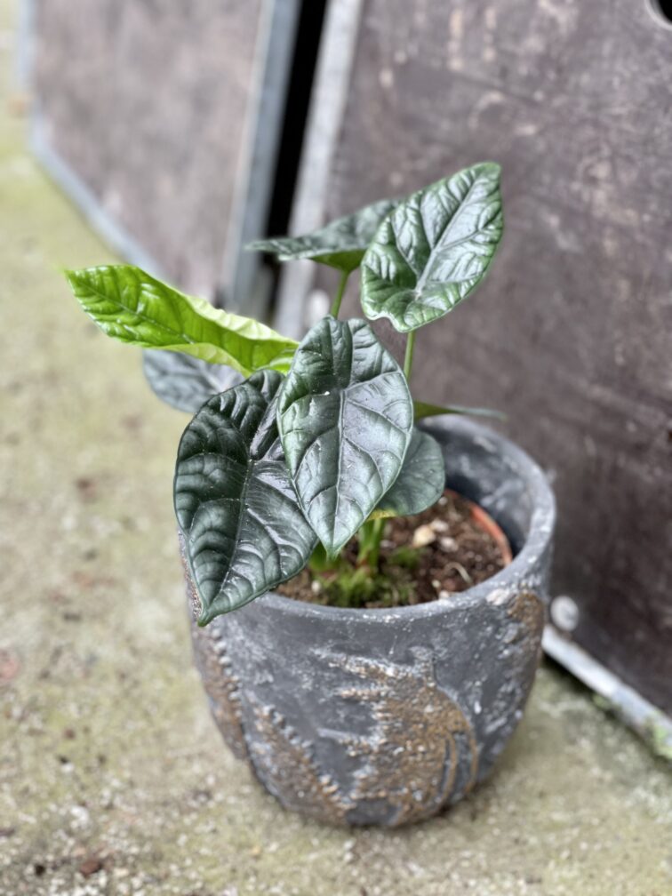Zdjęcie rośliny Alocasia sinuata, ujęcie 1