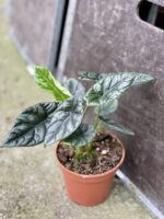 Zdjęcie rośliny Alocasia sinuata, ujęcie 2