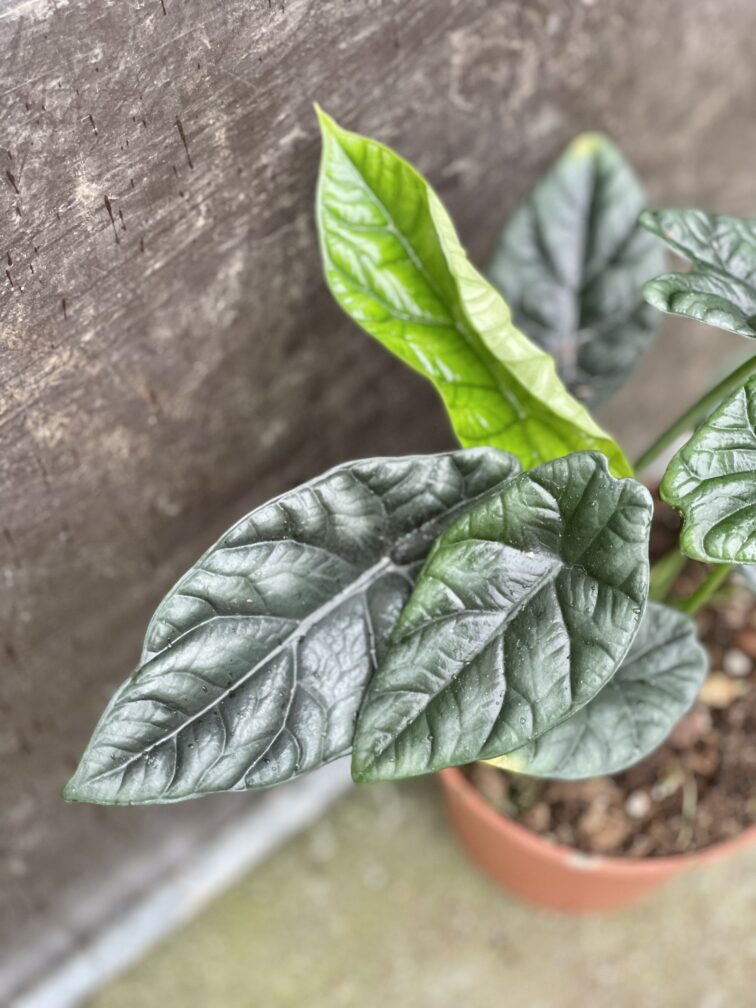 Zdjęcie rośliny Alocasia sinuata, ujęcie 3
