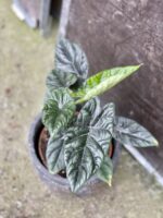 Zdjęcie rośliny Alocasia sinuata, ujęcie 4