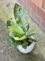 Zdjęcie rośliny Anthurium Elipticum Jungle King, ujęcie 1