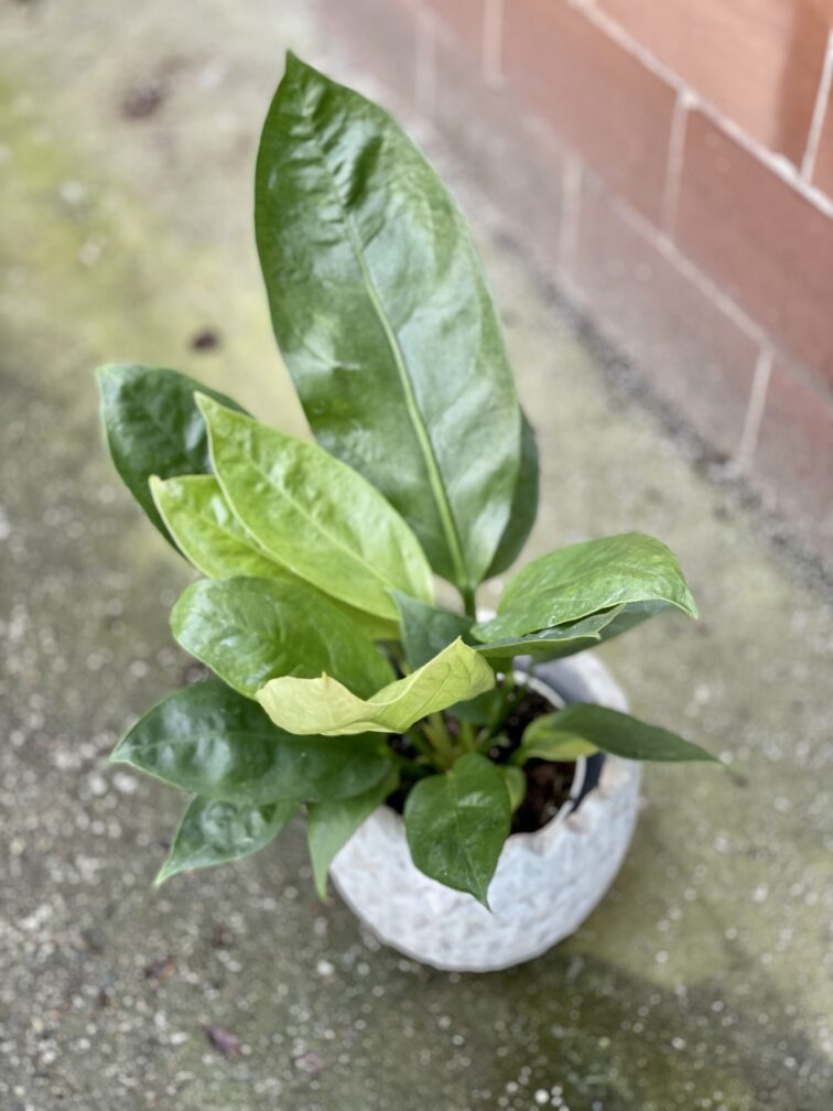 anthurium-elipticum-jungle-king_12x40-1_1642852506.jpg Zdjęcie rośliny Anthurium Elipticum Jungle King, ujęcie 1