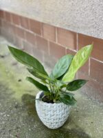 Zdjęcie rośliny Anthurium Elipticum Jungle King, ujęcie 2