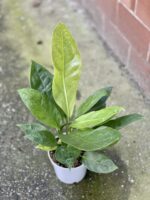 Zdjęcie rośliny Anthurium Elipticum Jungle King, ujęcie 3