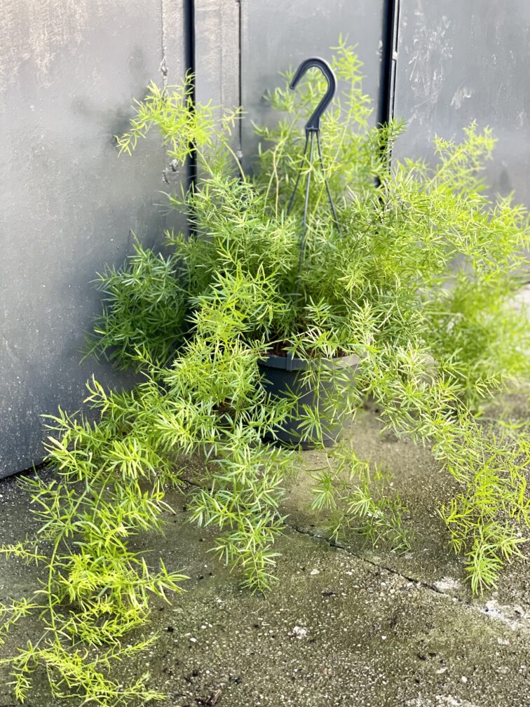 asparagus-densiflorus-sprengeri_17x30-1_1642845860.jpg Zdjęcie rośliny Asparagus densiflorus "Sprengeri", ujęcie 1