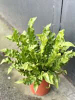 Zdjęcie rośliny Asplenium Crispy Wave, ujęcie 1