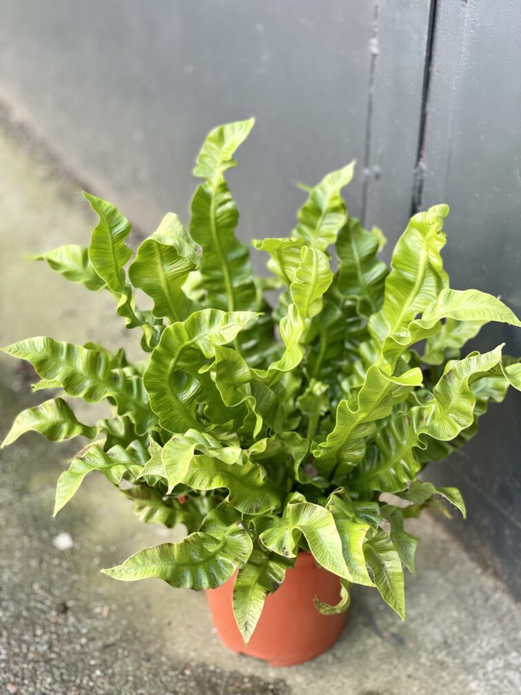 Zdjęcie rośliny Asplenium Crispy Wave, ujęcie 1