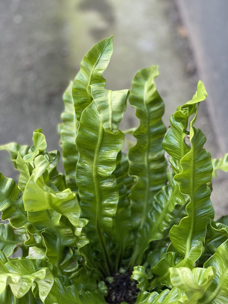 Zdjęcie rośliny Asplenium Crispy Wave, ujęcie 2