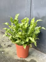 Zdjęcie rośliny Asplenium Crispy Wave, ujęcie 3