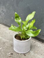 Zdjęcie rośliny Asplenium nidus (Zanokcica Gniazdowa), ujęcie 1