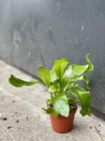 Zdjęcie rośliny Asplenium nidus (Zanokcica Gniazdowa), ujęcie 2