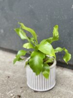 Zdjęcie rośliny Asplenium nidus (Zanokcica Gniazdowa), ujęcie 3