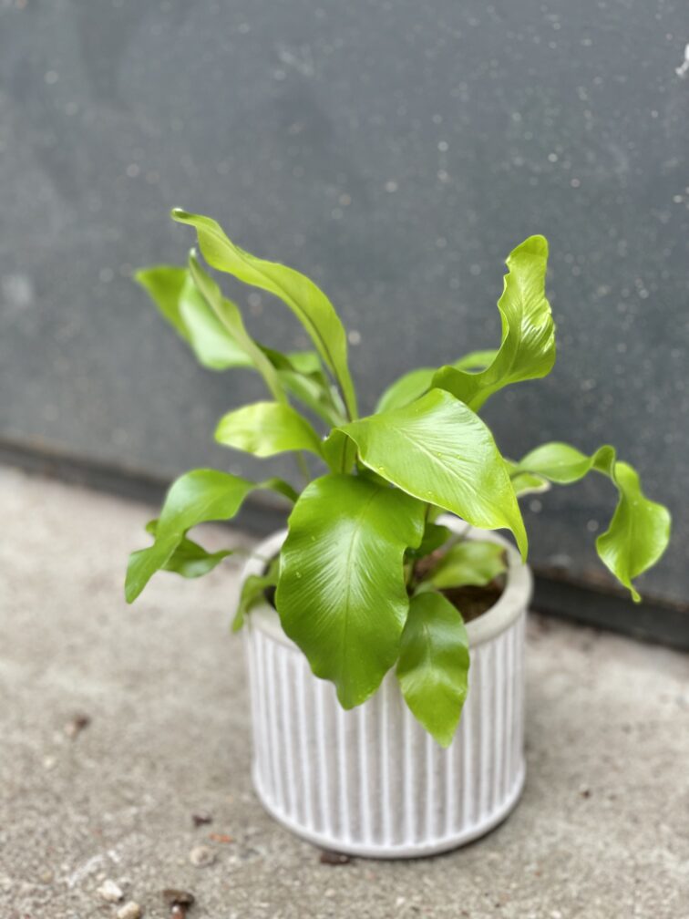 Zdjęcie rośliny Asplenium nidus (Zanokcica Gniazdowa), ujęcie 3