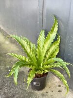 Zdjęcie rośliny Asplenium Osaca, ujęcie 1
