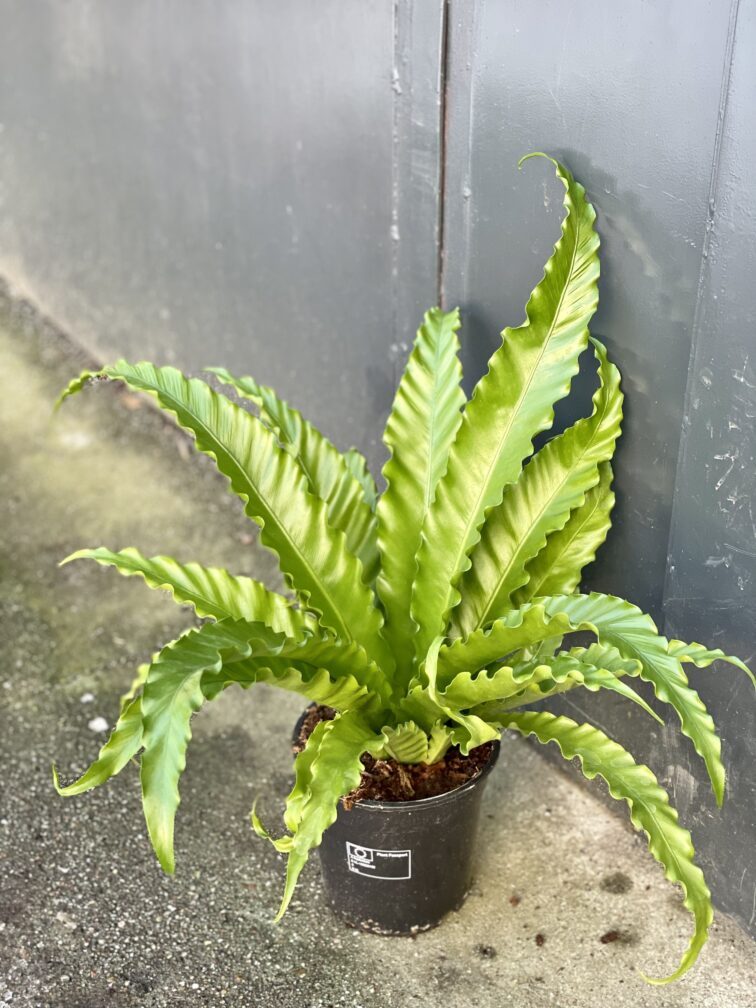 Zdjęcie rośliny Asplenium Osaca, ujęcie 1