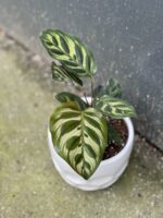 Zdjęcie rośliny Calathea Makoyana, ujęcie 1