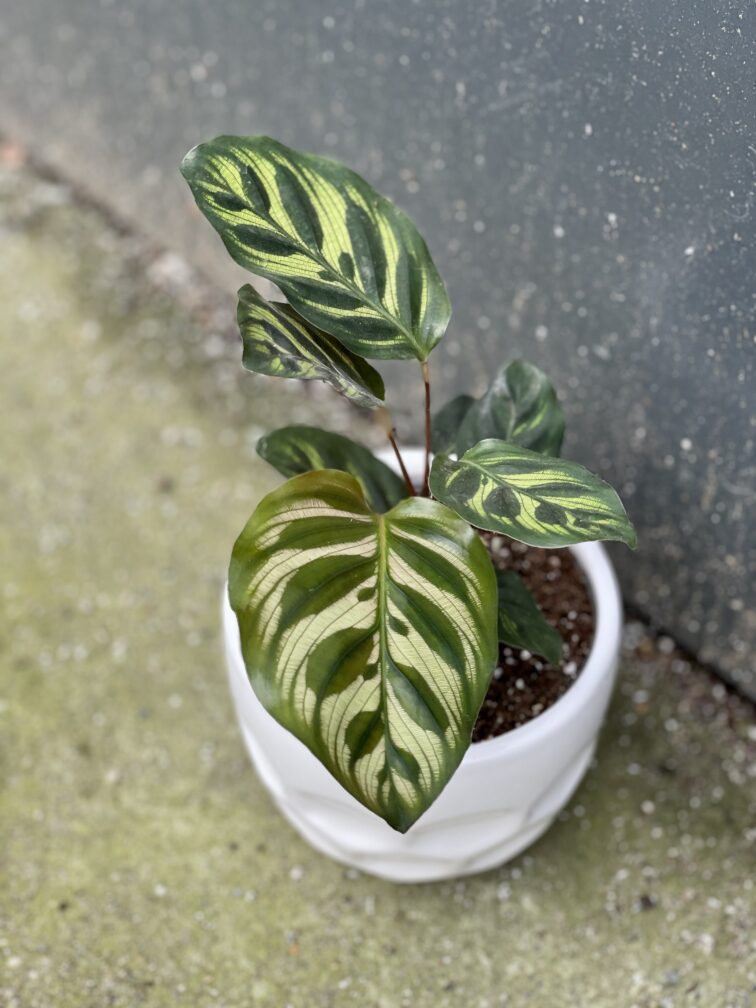 Zdjęcie rośliny Calathea Makoyana, ujęcie 1