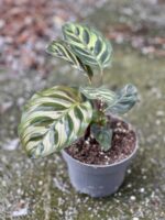 Zdjęcie rośliny Calathea Makoyana, ujęcie 2