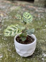 Zdjęcie rośliny Calathea Makoyana, ujęcie 3