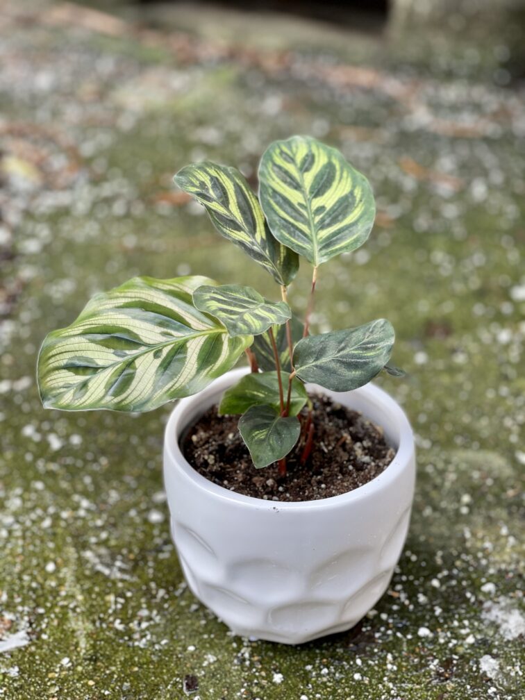 Zdjęcie rośliny Calathea Makoyana, ujęcie 3