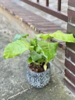 Zdjęcie rośliny Calathea Network (Mosaica), ujęcie 1