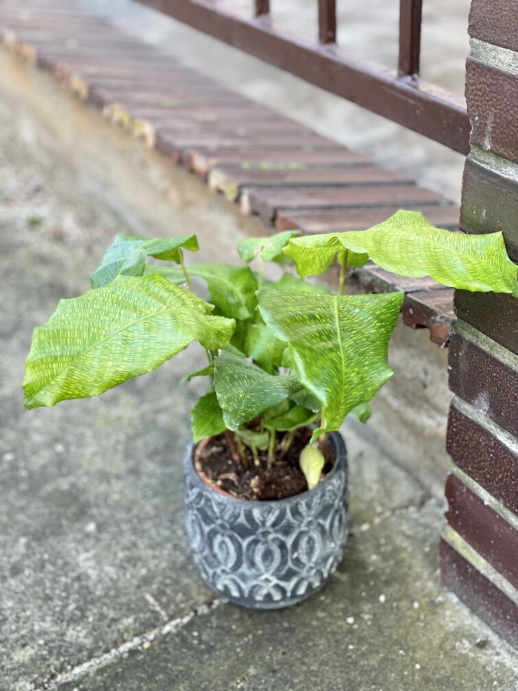 Zdjęcie rośliny Calathea Network (Mosaica), ujęcie 1