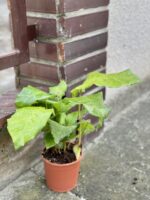 Zdjęcie rośliny Calathea Network (Mosaica), ujęcie 2