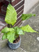 Zdjęcie rośliny Calathea Network (Mosaica), ujęcie 3