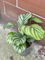 Zdjęcie rośliny Calathea Orbifolia, ujęcie 1