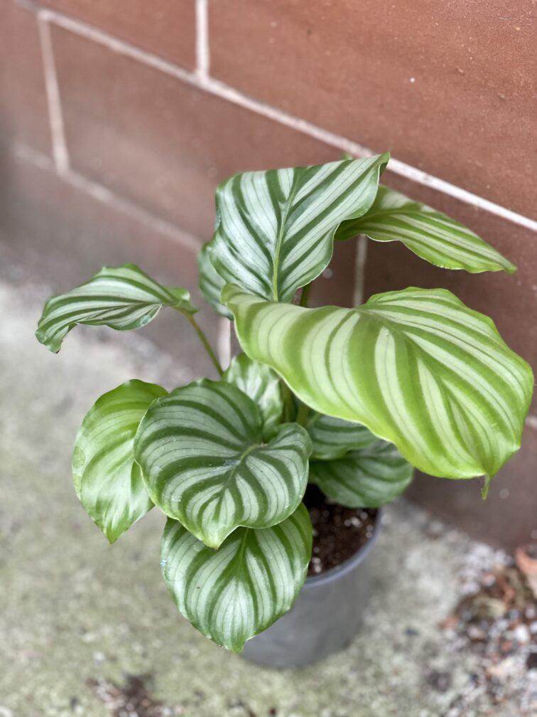 calathea-orbifolia_10x18-1_1642172226.jpg Zdjęcie rośliny Calathea Orbifolia, ujęcie 1
